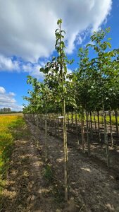 Corylus colurna 12-14 Hoogstam wortelgoed 2 X verplant - afbeelding 2