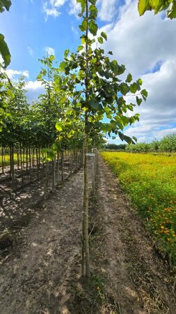 Corylus colurna 12-14 Hoogstam wortelgoed 2 X verplant - afbeelding 3