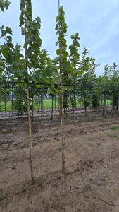 Corylus colurna 8-10 Hoogstam wortelgoed - afbeelding 2