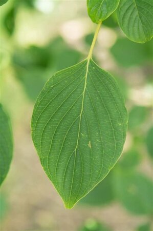 Cornus controversa 100-125 cm met kluit - afbeelding 13