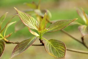 Cornus controversa 100-125 cm met kluit - afbeelding 12