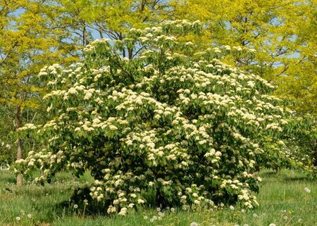 Cornus controversa 100-125 cm met kluit - afbeelding 10