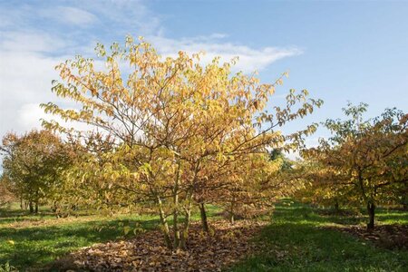 Cornus controversa 100-125 cm met kluit - afbeelding 9