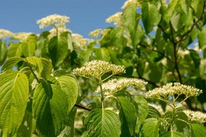 Cornus controversa 60-80 cm met kluit - afbeelding 14