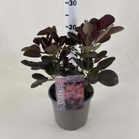 Cotinus cog. 'Royal Purple' 30-40 cm cont. 3,0L - afbeelding 18