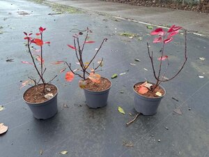 Cotinus cog. 'Royal Purple' 30-40 cm cont. 3,0L - afbeelding 21