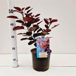 Cotinus cog. 'Royal Purple' 30-40 cm cont. 3,0L - afbeelding 5