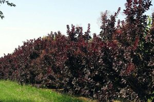 Cotinus cog. 'Royal Purple' 40-60 cm cont. 3,0L - afbeelding 1