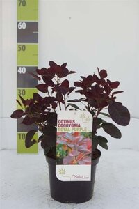 Cotinus cog. 'Royal Purple' 40-60 cm cont. 3,0L - afbeelding 6