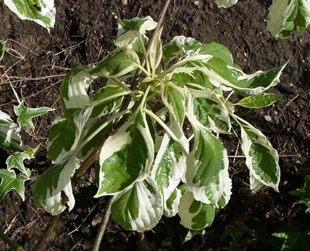 Cornus controversa 'Variegata' 50-60 cm met kluit - afbeelding 1