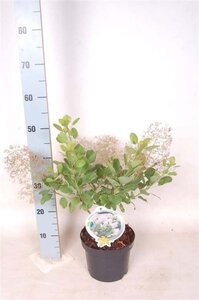 Cotinus cog. 'Young Lady' 30-40 cm cont. 3,0L - afbeelding 3