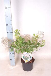 Cotinus cog. 'Young Lady' 30-40 cm cont. 3,0L - afbeelding 2