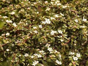 Cotoneaster dammeri geen maat specificatie cont. 1,5L - afbeelding 1