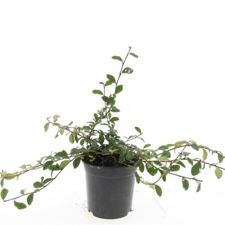 Cotoneaster dammeri geen maat specificatie cont. 1,5L - afbeelding 7