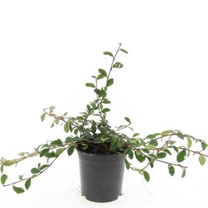 Cotoneaster dammeri geen maat specificatie cont. 1,5L - afbeelding 7