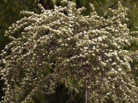 Cotoneaster dammeri geen maat specificatie cont. 1,5L - afbeelding 9