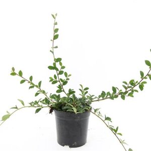 Cotoneaster dammeri geen maat specificatie cont. 1,5L - afbeelding 6