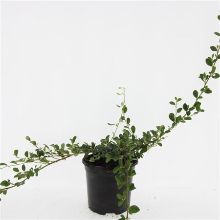 Cotoneaster dammeri geen maat specificatie cont. 1,5L - afbeelding 5