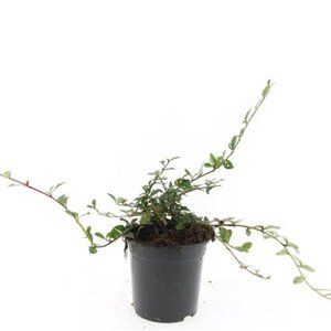 Cotoneaster dammeri geen maat specificatie cont. 1,5L - afbeelding 4