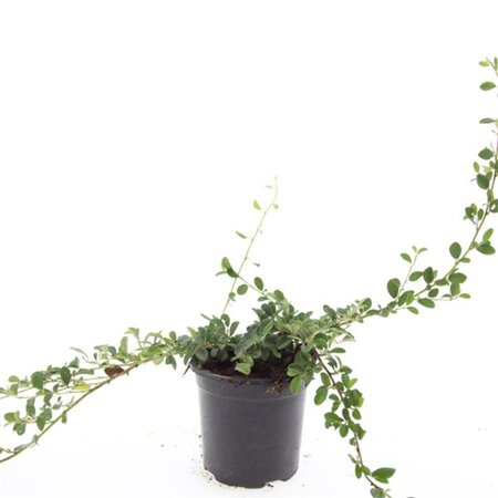 Cotoneaster dammeri geen maat specificatie cont. 1,5L - afbeelding 3