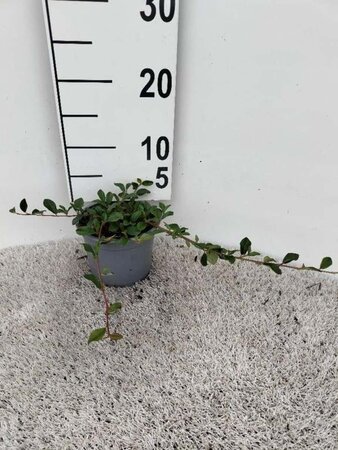 Cotoneaster dam. 'Major' 20-25 cm cont. 1L