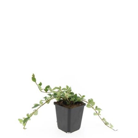 Cotoneaster dam. 'Major' geen maat specificatie 0,55L/P9cm - afbeelding 8