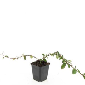 Cotoneaster dam. 'Major' geen maat specificatie 0,55L/P9cm - afbeelding 7