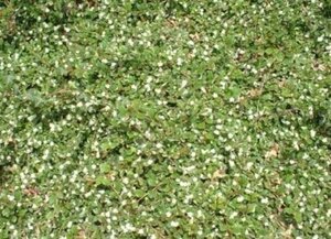 Cotoneaster dam. 'Major' geen maat specificatie 0,55L/P9cm - afbeelding 1