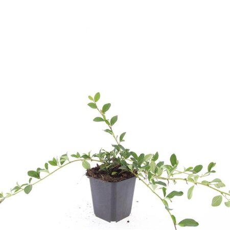 Cotoneaster dam. 'Major' geen maat specificatie 0,55L/P9cm - afbeelding 6