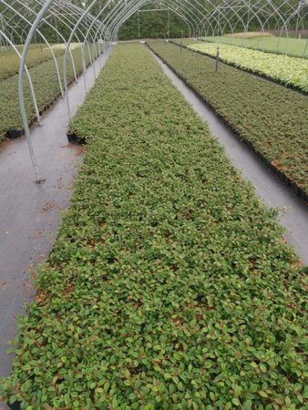 Cotoneaster dam. 'Major' geen maat specificatie 0,55L/P9cm - afbeelding 3