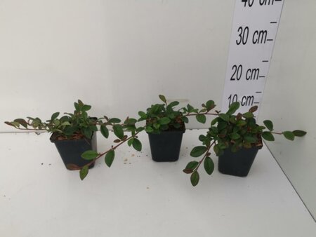 Cotoneaster dam. 'Major' geen maat specificatie 0,55L/P9cm - afbeelding 2