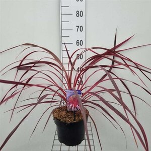 Cordyline Electric Pink 40-50 cm cont. 5,0L