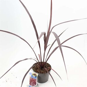 Cordyline Festival Burgundy 30-40 cm cont. 3,0L