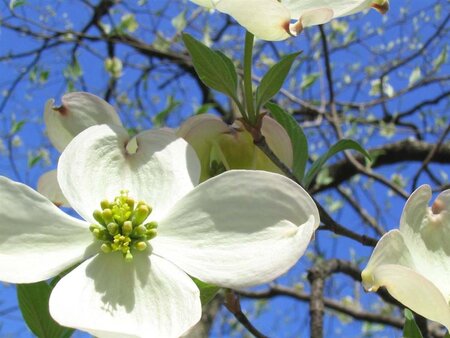 Cornus florida 100-125 cm met kluit - afbeelding 5