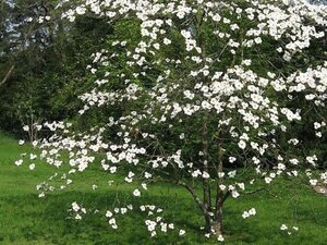 Cornus florida 80-100 cm met kluit - afbeelding 2