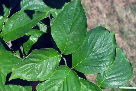 Cornus florida 80-100 cm met kluit - afbeelding 4