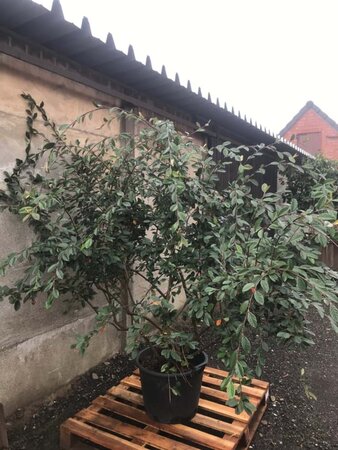 Cotoneaster franchetii 175-200 cm met kluit - afbeelding 2