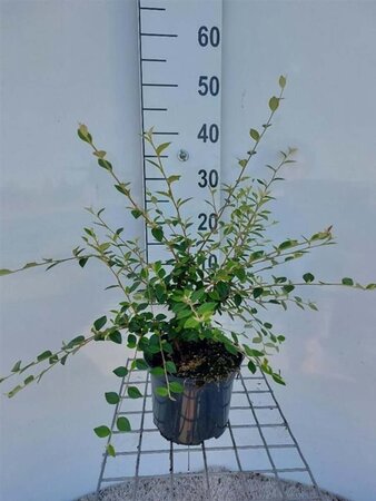 Cotoneaster franchetii 20-30 cm cont. 2,0L