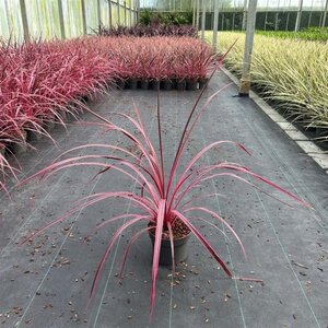 Cordyline Festival Raspberry 30-40 cm cont. 3,0L