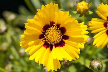 Coreopsis gr. 'Sonnenkind' geen maat specificatie 0,55L/P9cm - afbeelding 1