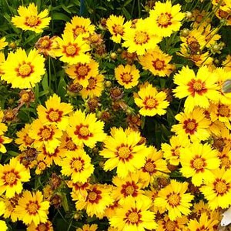 Coreopsis gr. 'Sonnenkind' geen maat specificatie 0,55L/P9cm - afbeelding 3