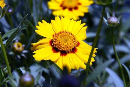 Coreopsis gr. 'Sonnenkind' geen maat specificatie 0,55L/P9cm - afbeelding 2