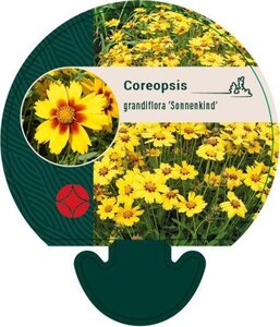 Coreopsis gr. 'Sonnenkind' geen maat specificatie 0,55L/P9cm - afbeelding 4