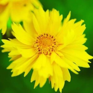 Coreopsis gr. 'Sunray' geen maat specificatie 0,55L/P9cm - afbeelding 2