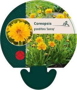 Coreopsis gr. 'Sunray' geen maat specificatie 0,55L/P9cm - afbeelding 1