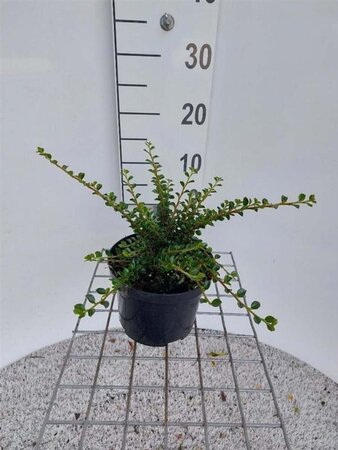 Cotoneaster horizontalis 20 cm cont. 2,0L