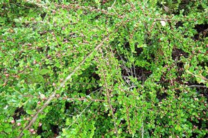 Cotoneaster horizontalis 30-40 cm cont. 3,0L - afbeelding 1