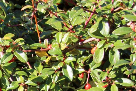 Cotoneaster horizontalis 30-40 cm cont. 3,0L - afbeelding 3