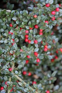 Cotoneaster horizontalis 30-40 cm cont. 3,0L - afbeelding 5