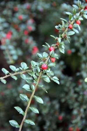 Cotoneaster horizontalis 30-40 cm cont. 3,0L - afbeelding 6